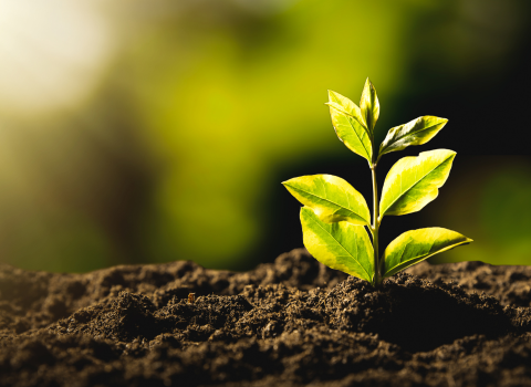 5 tendências na agricultura sustentável para estar atento em 2026 - artigo blog AZV